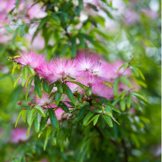 Kaliandra surinamská 'Dixie Pink' Kaliandra surinamská 'Dixie Pink'
