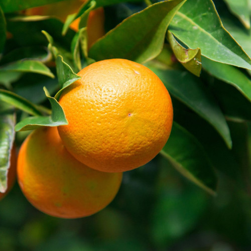Citrus klementínka - mandarínka