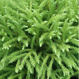 Kryptoméria japonská 'Globosa Nana' Kryptoméria japonská 'Globosa Nana'