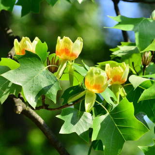 Ľaliovník tulipánokvetý Ľaliovník tulipánokvetý