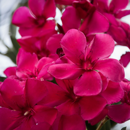 Oleander obyčajný cyklaménový (polokmeň – 1/2F) Oleander obyčajný cyklaménový (polokmeň – 1/2F)