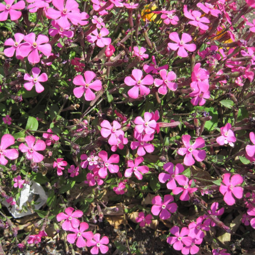 Mydlica hybridná 'Bressingham Pink'