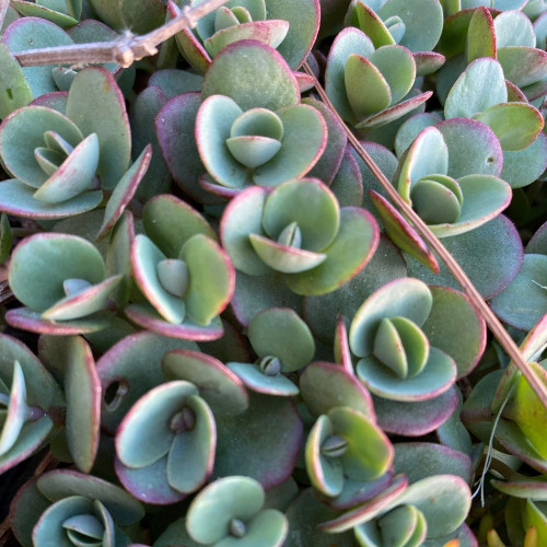 Rozchodník hybridný 'Lime Zinger'